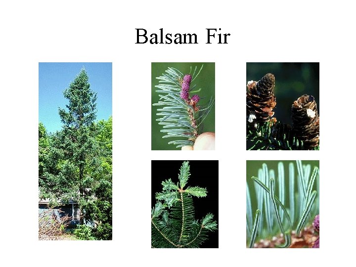 Balsam Fir 