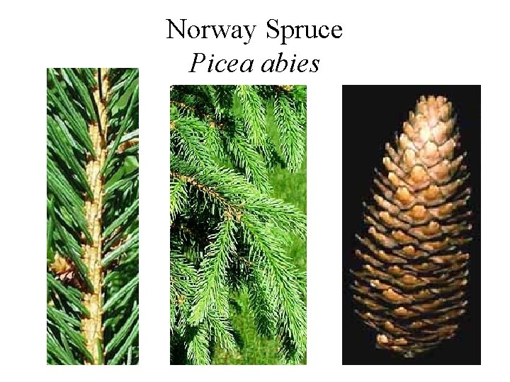 Norway Spruce Picea abies 