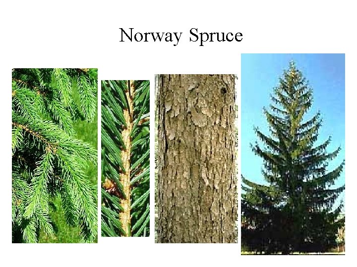 Norway Spruce 