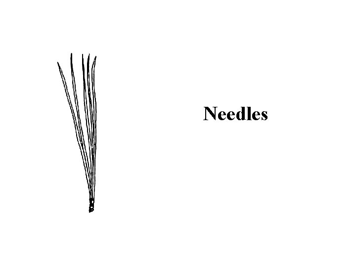 Needles 