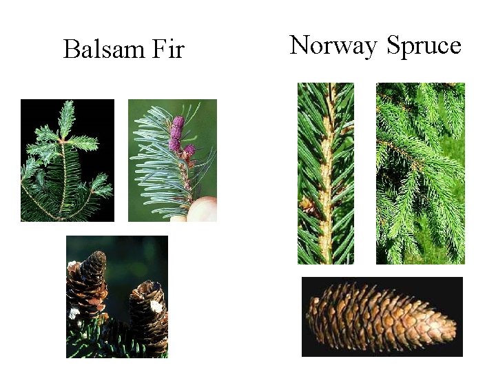 Fir versus Spruce Balsam Fir Norway Spruce 