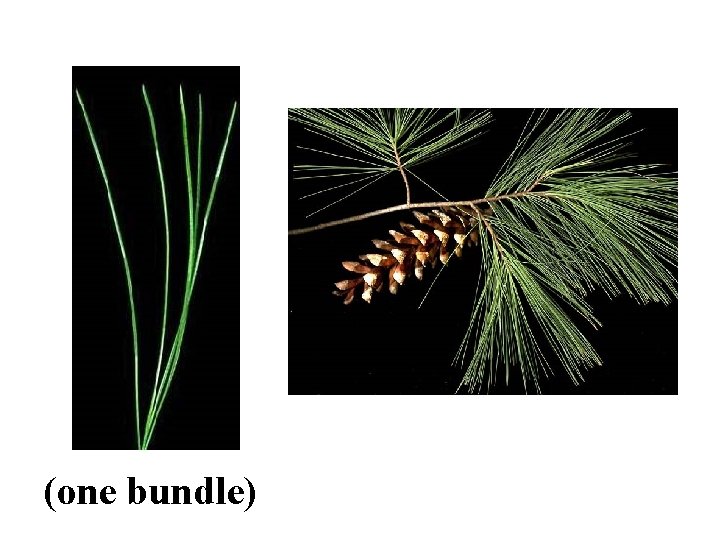 Eastern White Pine ID Slide (one bundle) 