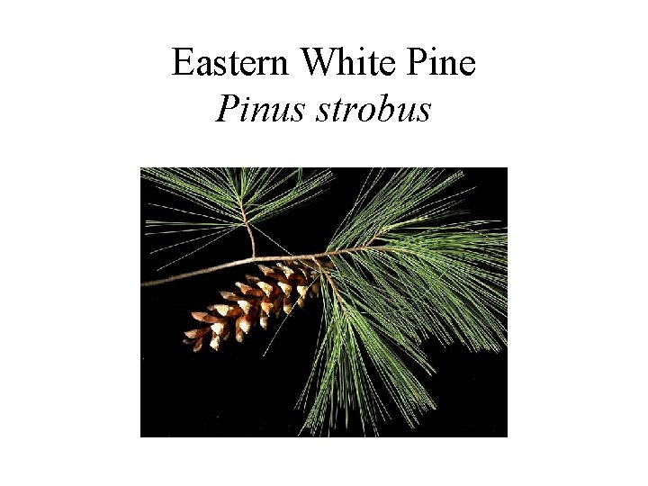 Eastern White Pinus strobus 