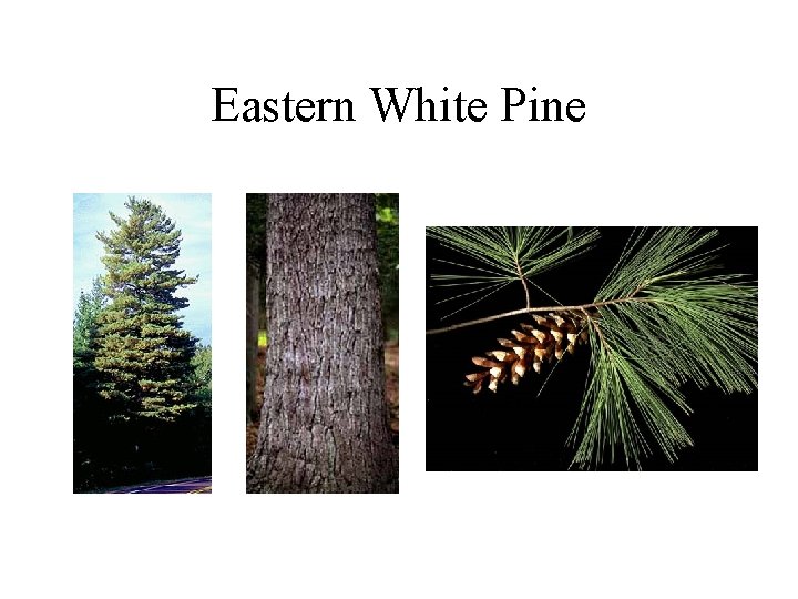 Eastern White Pine 