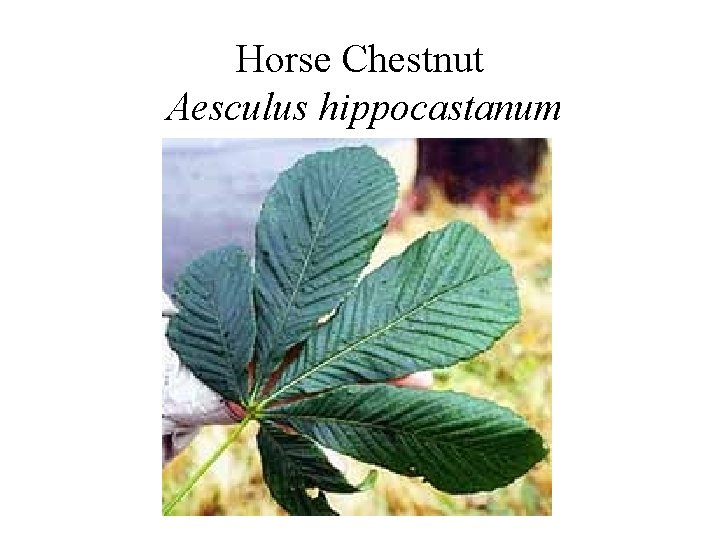 Horse Chestnut Aesculus hippocastanum 