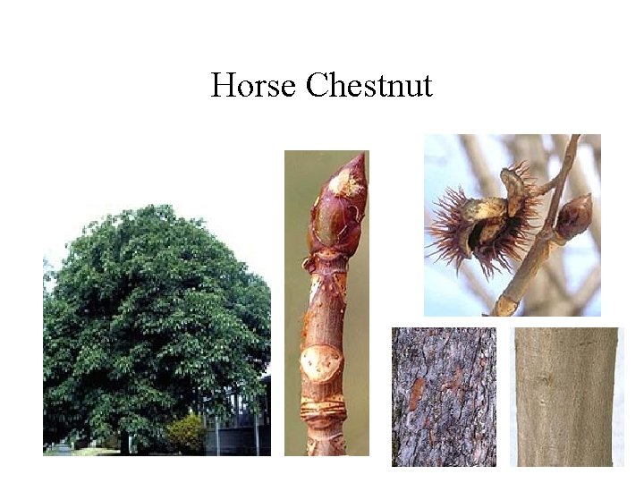 Horse Chestnut 