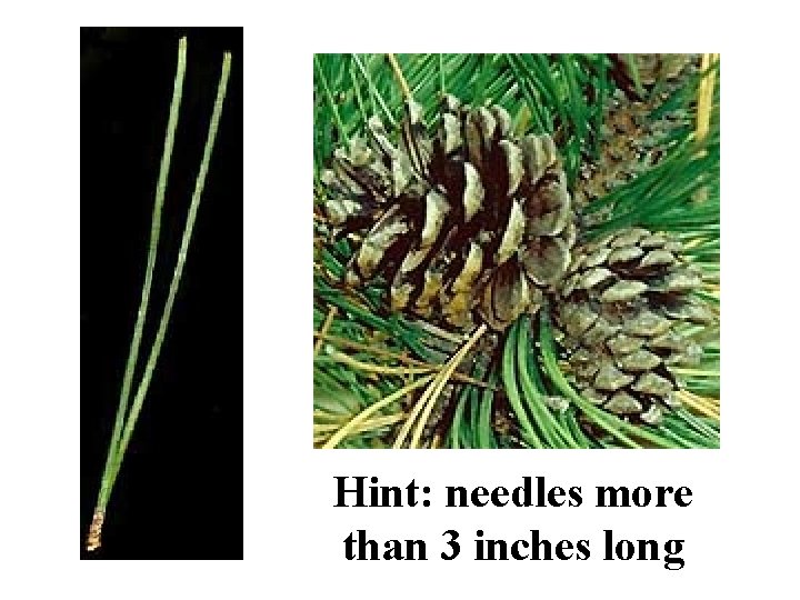 Hint: needles more than 3 inches long Red Pine ID Slide 