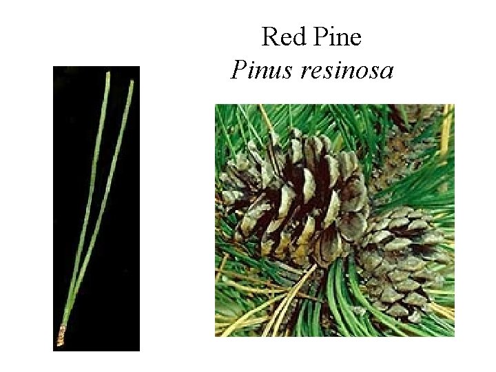 Red Pine Pinus resinosa 