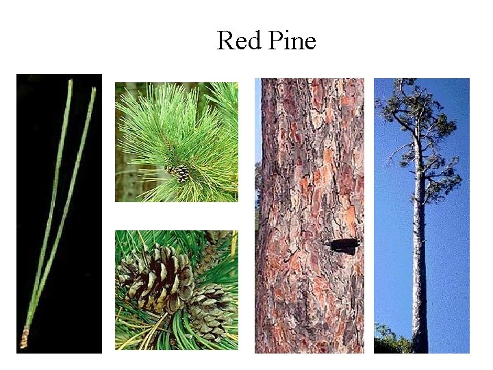 Red Pine 