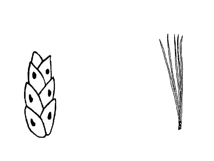 Leaf-type Comparison 