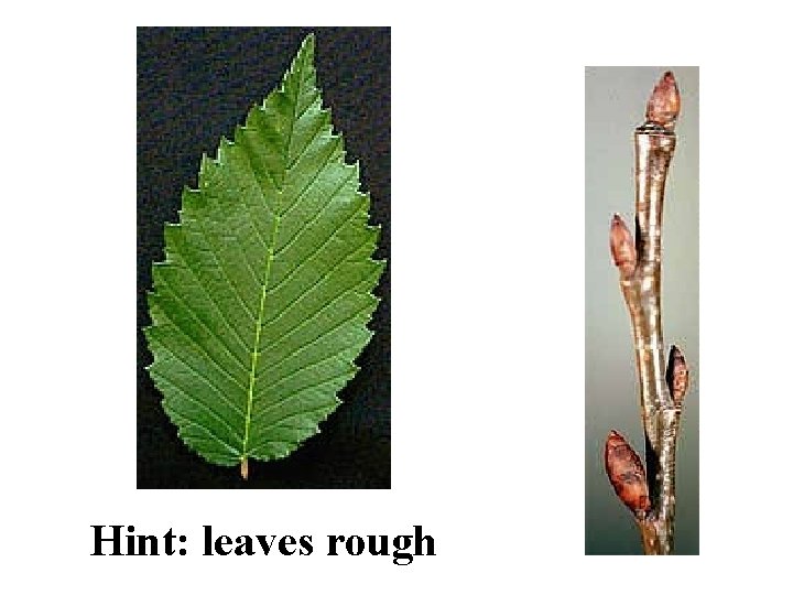 American Elm ID Slide Hint: leaves rough 