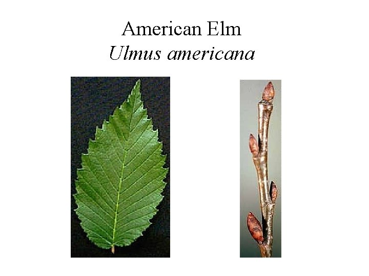 American Elm Ulmus americana 