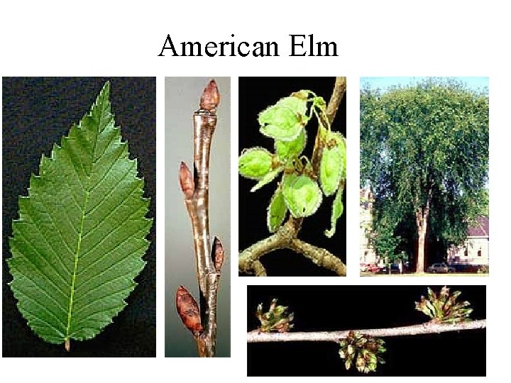 American Elm 