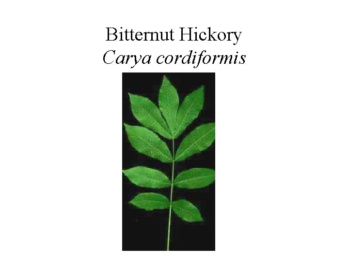 Bitternut Hickory Carya cordiformis 