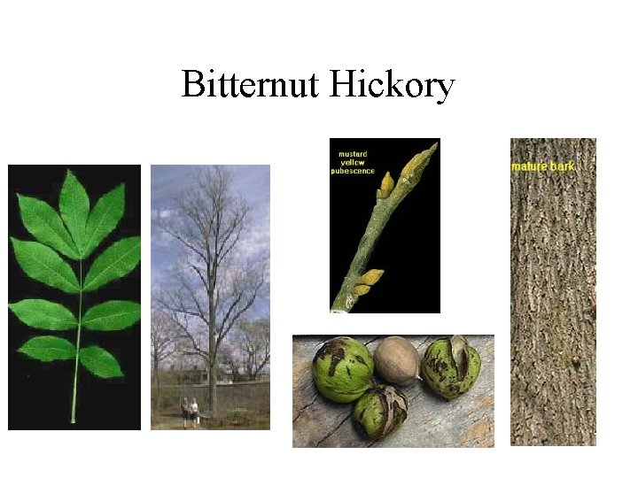 Bitternut Hickory 