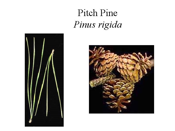 Pitch Pine Pinus rigida 