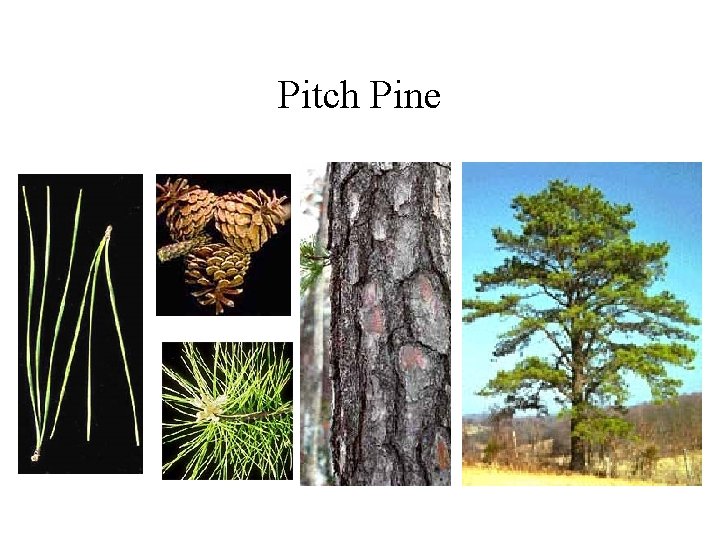 Pitch Pine 