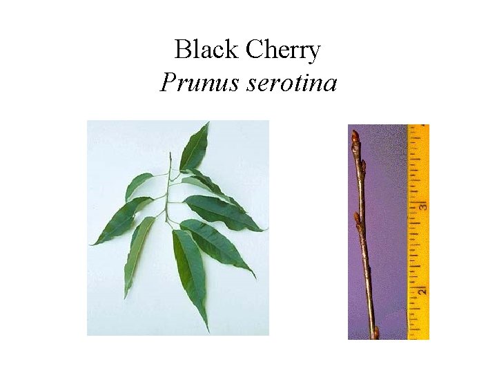 Black Cherry Prunus serotina 