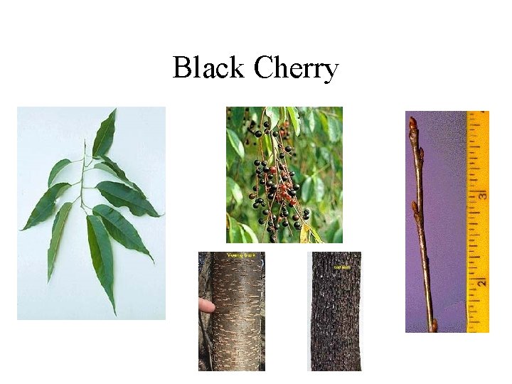 Black Cherry 