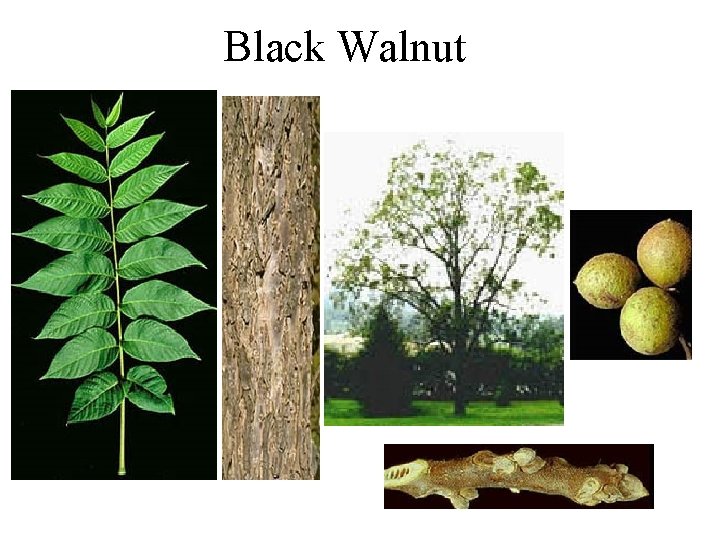 Black Walnut 