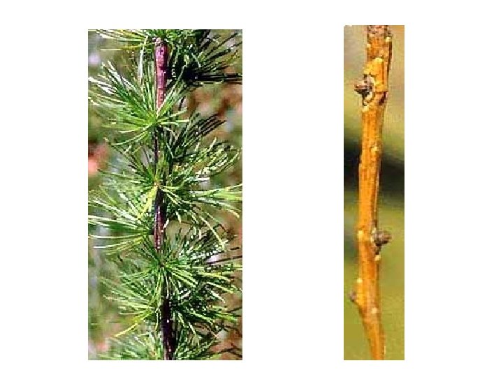 American Larch ID Slide 