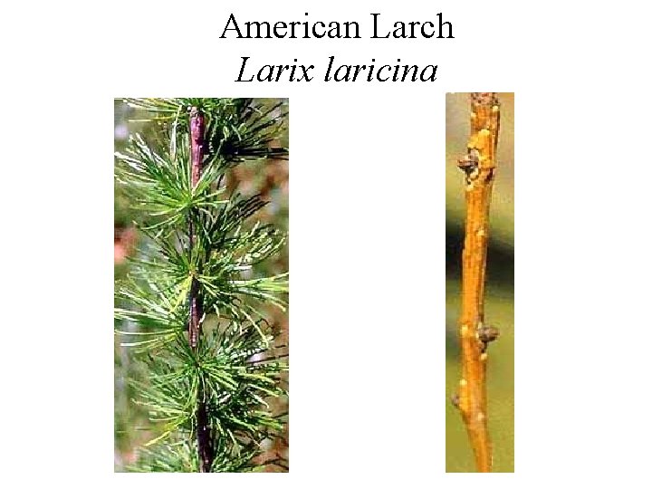 American Larch Larix laricina 