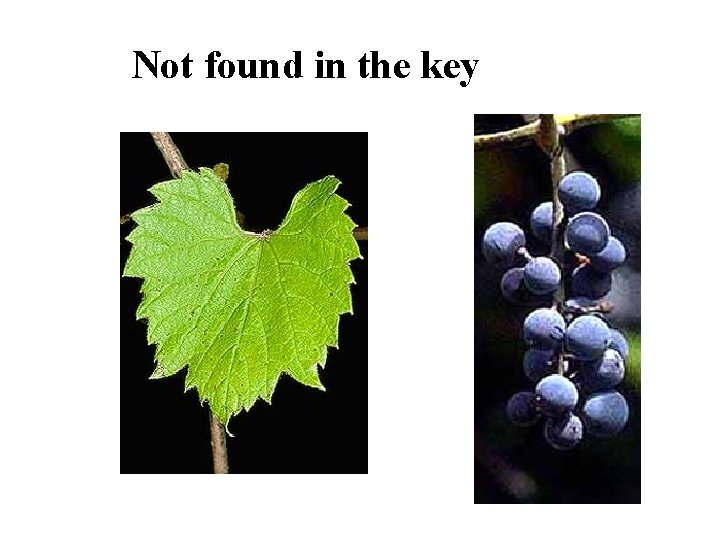 Wild Grape Not found in the key 