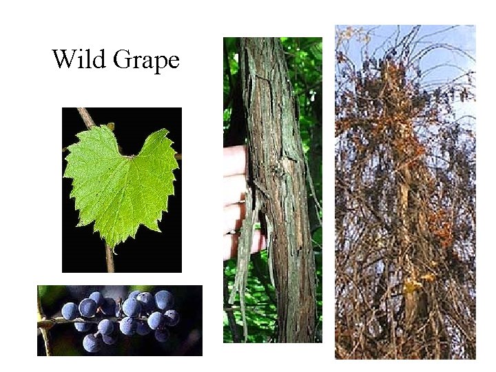 Wild Grape 