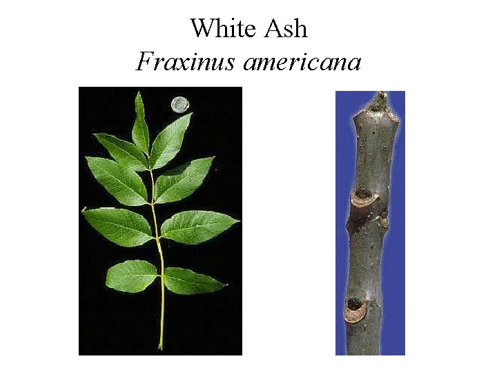 White Ash Fraxinus americana 