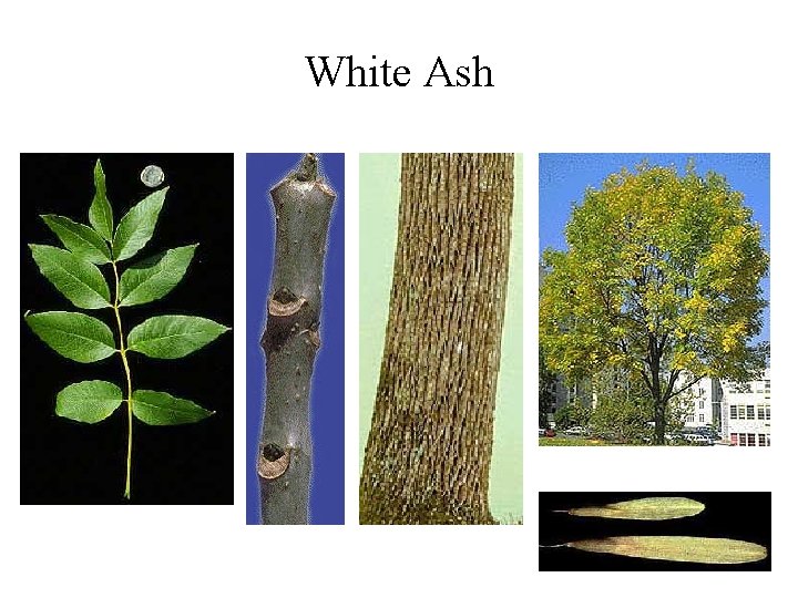 White Ash 