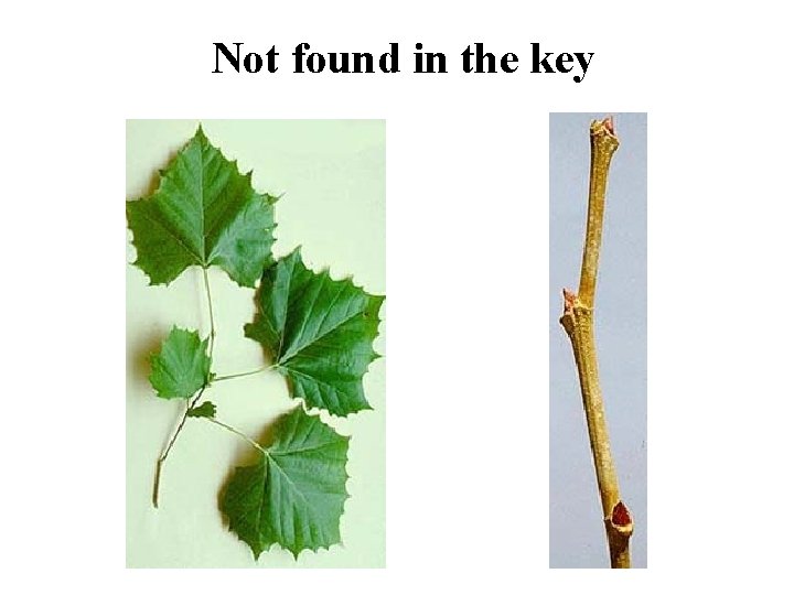 Sycamore Not found in the key 
