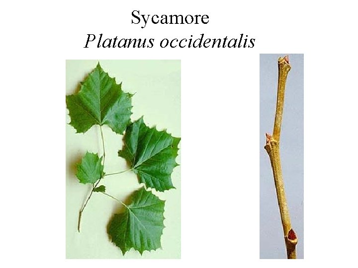 Sycamore Platanus occidentalis 