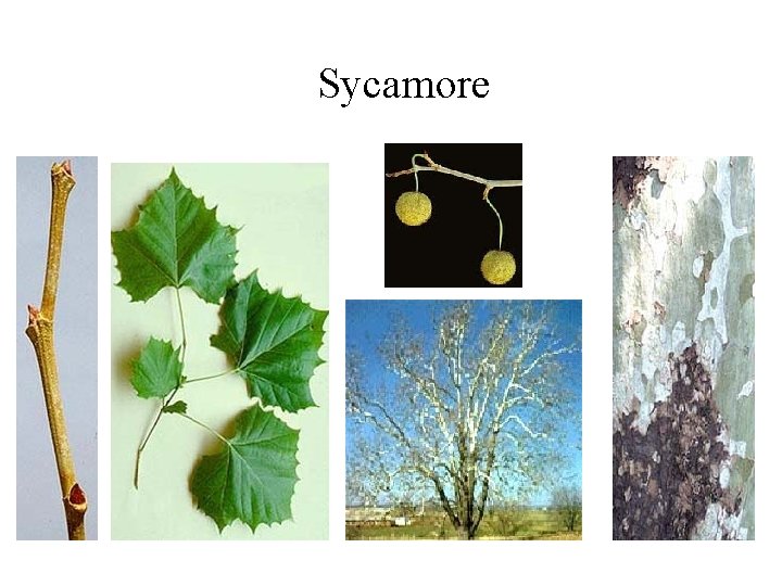 Sycamore 