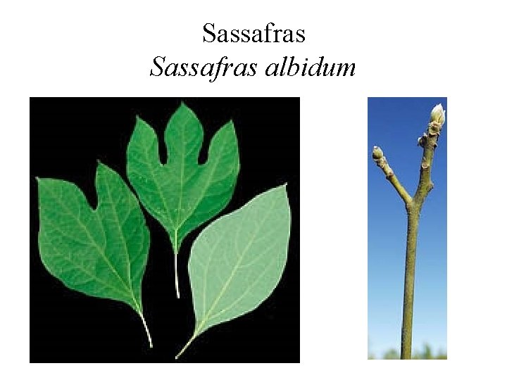 Sassafras albidum 