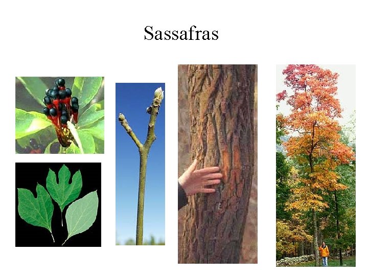 Sassafras 