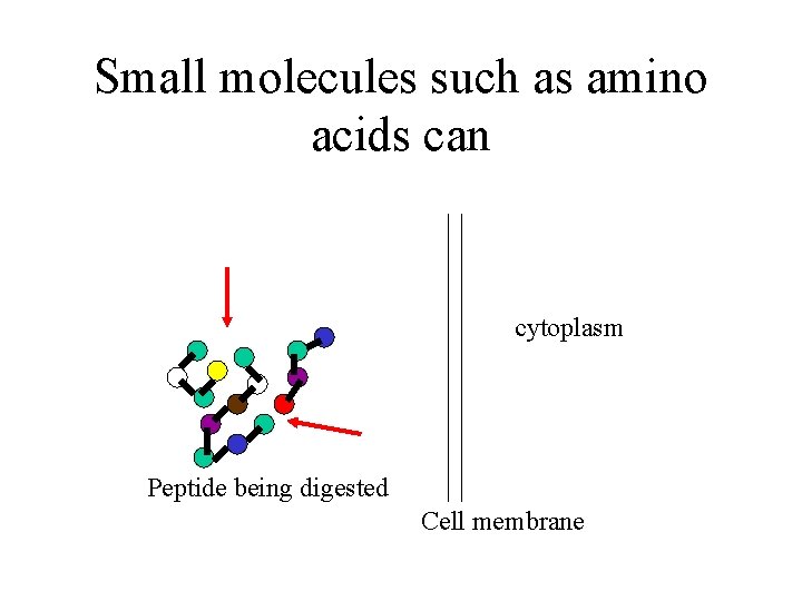 Small molecules such as amino acids can cytoplasm Peptide being digested Cell membrane 