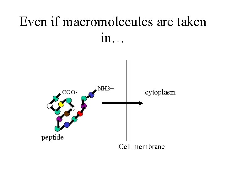 Even if macromolecules are taken in… COO- NH 3+ cytoplasm peptide Cell membrane 