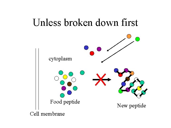 Unless broken down first cytoplasm Food peptide Cell membrane New peptide 