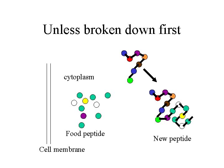 Unless broken down first cytoplasm Food peptide Cell membrane New peptide 