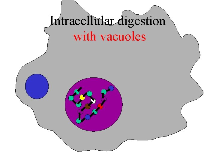 Intracellular digestion with vacuoles 