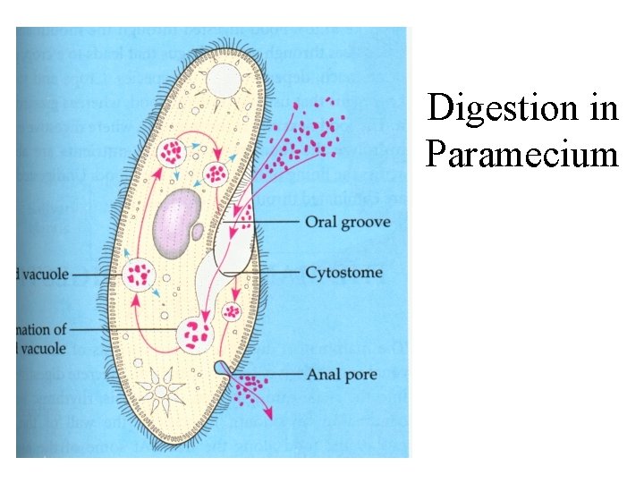 Digestion in Paramecium 