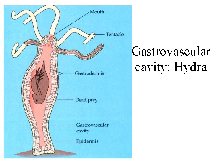 Gastrovascular cavity: Hydra 