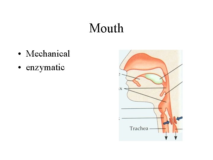 Mouth • Mechanical • enzymatic 