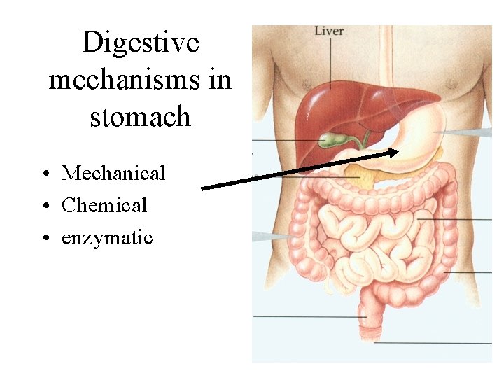 Digestive mechanisms in stomach • Mechanical • Chemical • enzymatic 