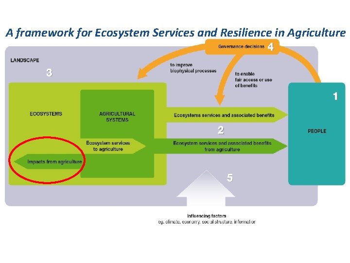 A framework for Ecosystem Services and Resilience in Agriculture 