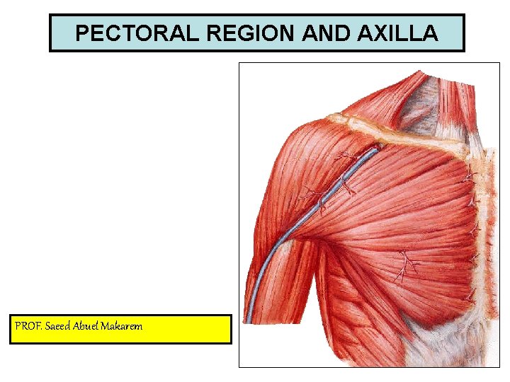 PECTORAL REGION AND AXILLA PROF. Saeed Abuel Makarem 