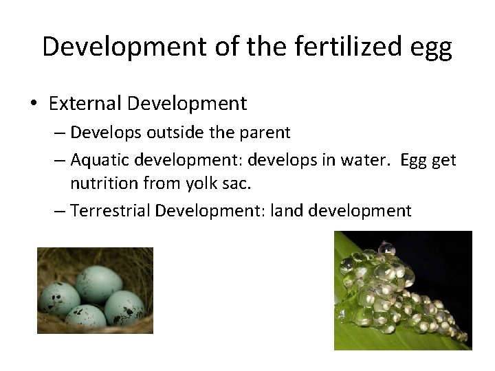 Development of the fertilized egg • External Development – Develops outside the parent –