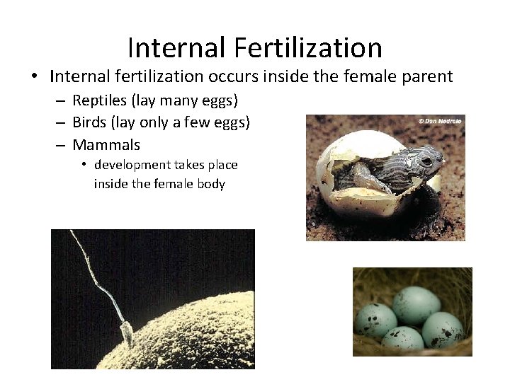 Internal Fertilization • Internal fertilization occurs inside the female parent – Reptiles (lay many