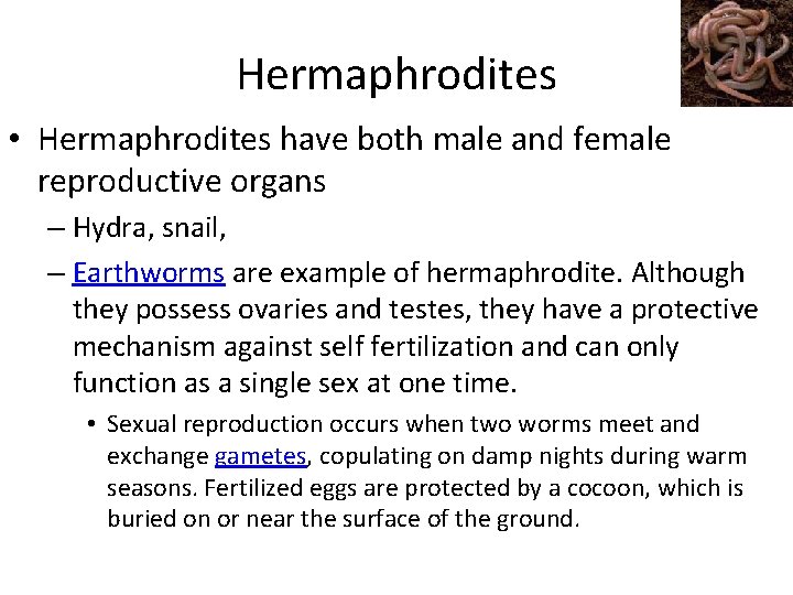 Hermaphrodites • Hermaphrodites have both male and female reproductive organs – Hydra, snail, –