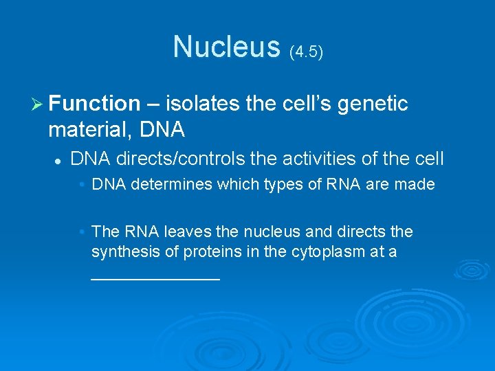 Nucleus (4. 5) Ø Function – isolates the cell’s genetic material, DNA l DNA